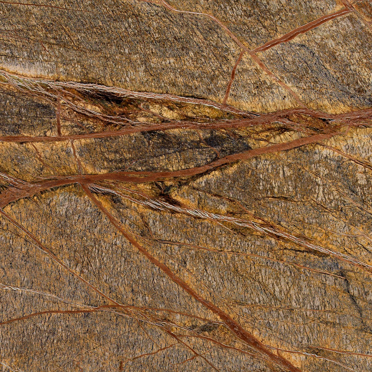 Rainforest Brown